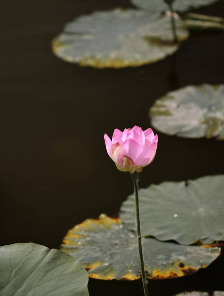 beautiful pink lotus flower in the pond - Фото, зображення