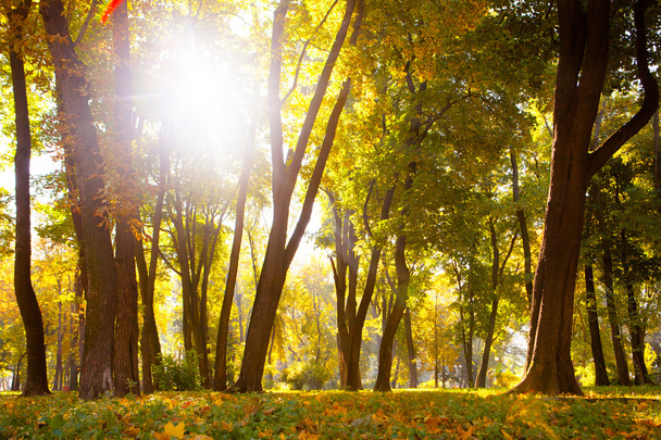 Осенние листья в красивом осеннем парке
. - Фото, изображение