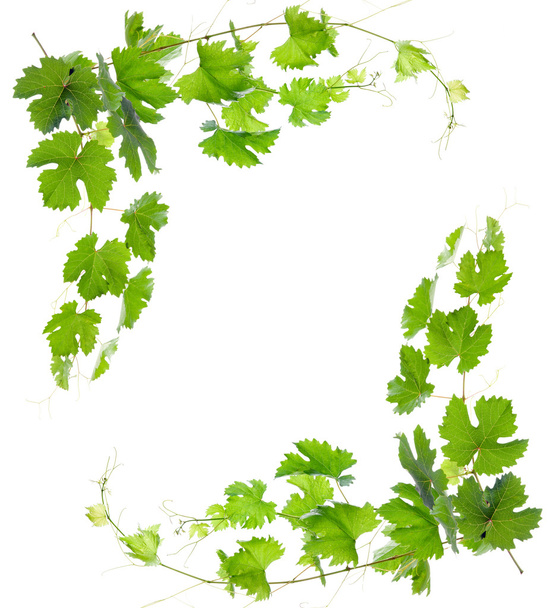 Лоза з зеленим листям. ізольовані
 - Фото, зображення