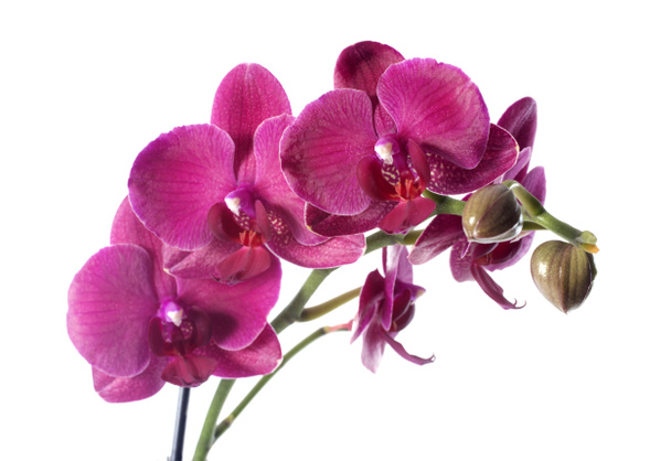 Orchidea w doniczka - Zdjęcie, obraz