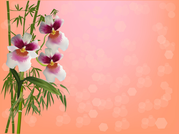 orchid flowers and  bamboo - Vector, Image