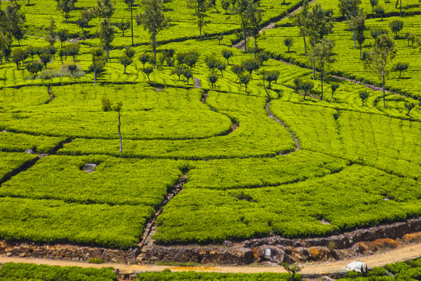 τοπίο φυτεία τσαγιού στη Σρι Λάνκα - Φωτογραφία, εικόνα