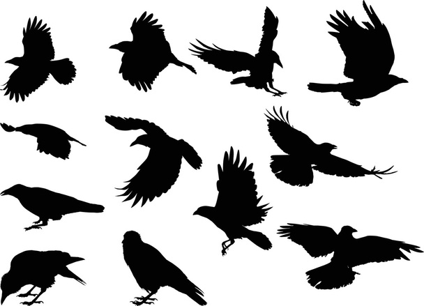 crow silhouettes - Vector, Image