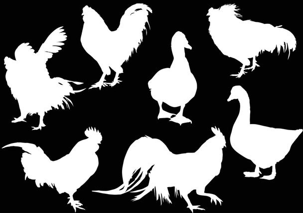sylwetki ptaków gospodarstwa - Wektor, obraz