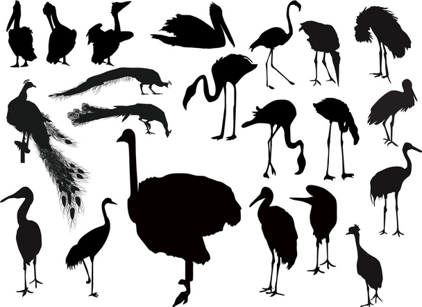 one bird silhouettes - Vector, Image