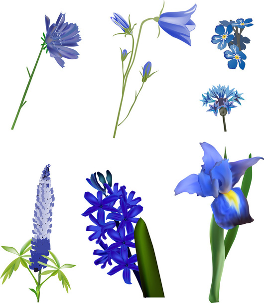 Flores azules
 - Vector, imagen