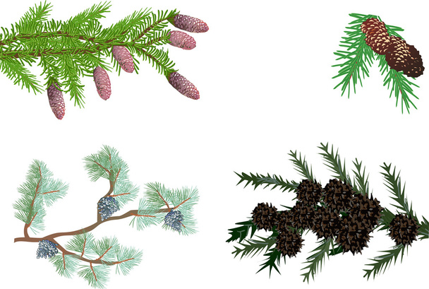 Evergreen branches - Vector, Image