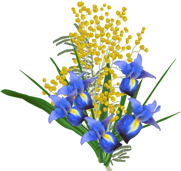 Bunch of iris and mimosa - Vector, Image