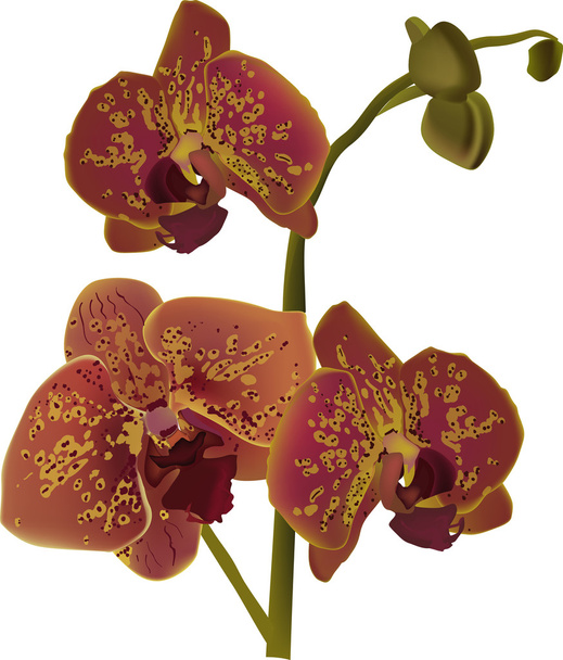 Orquídea marrom e amarela
 - Vetor, Imagem