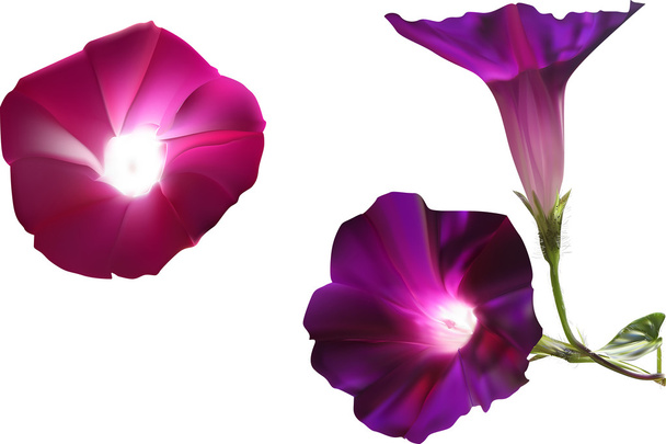 紫色の花 - ベクター画像