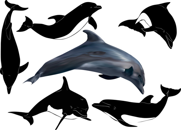 набор дельфинов
 - Вектор,изображение