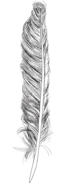Dibujo de plumas
 - Vector, imagen