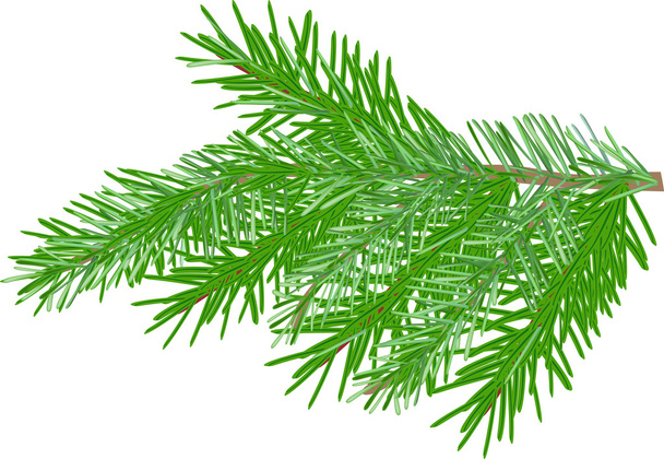 groene fir tak - Vector, afbeelding
