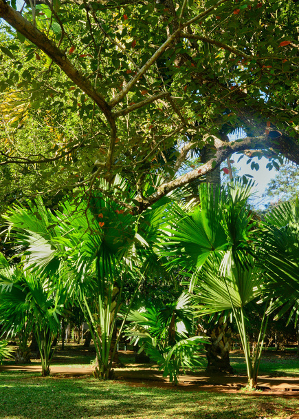 schilderachtige tuin van pompelmoes in Mauritius Republiek  - Foto, afbeelding