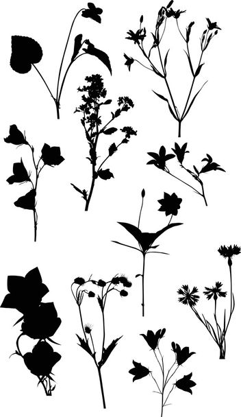 Дикие цветы
 - Вектор,изображение