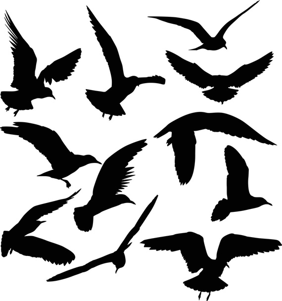 gull black silhouettes - Vector, Image