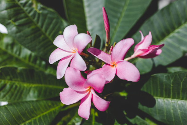 close-up of frangipani plumeria plant with pink flowers next to window light with backyard bokeh shot at shallow depth of field - Photo, image