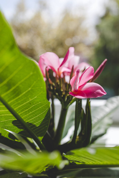 primo piano di impianto plumeria frangipani con fiori rosa accanto alla luce della finestra con cortile bokeh colpo a profondità di campo poco profonda - Foto, immagini