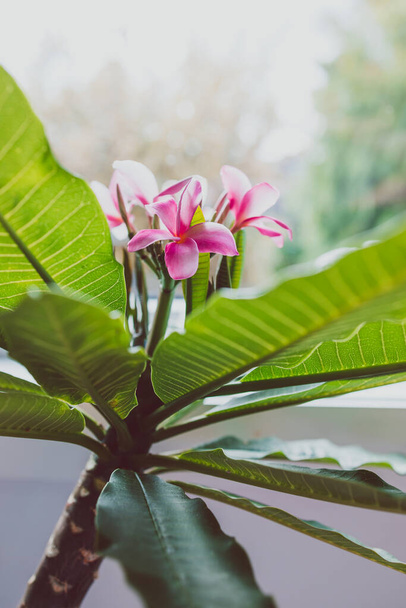 close-up of frangipani plumeria plant with pink flowers next to window light with backyard bokeh shot at shallow depth of field - Foto, immagini