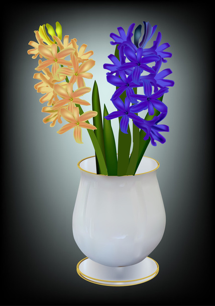 Two colors hyacinth - Vector, afbeelding