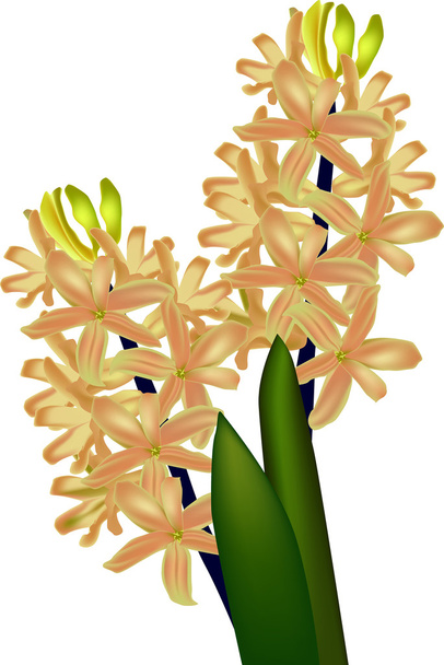 gele hyacint - Vector, afbeelding