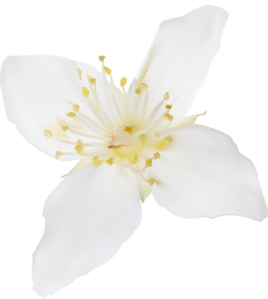 Jázmin virág - Vektor, kép