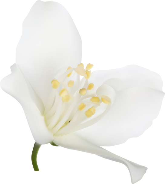 biały kwiat jaśminu - Wektor, obraz