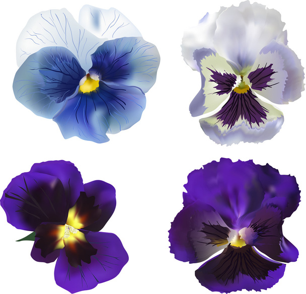 violet blooms - Vector, Image
