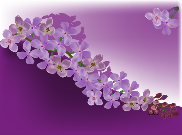 Lilac flower - Vector, Image