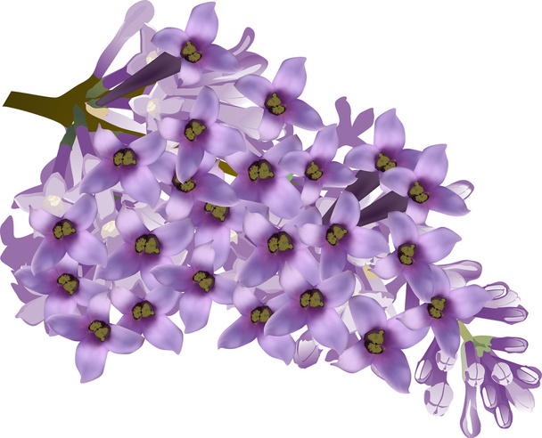 Цветок сирени
 - Вектор,изображение