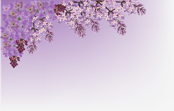 Flor de lila
 - Vector, imagen