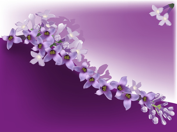 Lila bloem - Vector, afbeelding