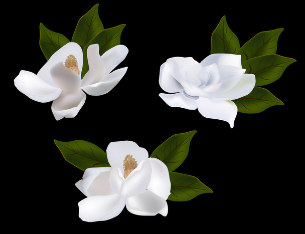 Magnolienblüten - Vektor, Bild