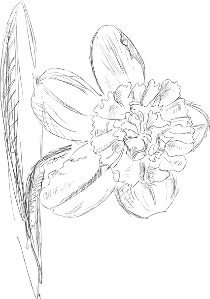 Narcissus flower sketch - Vector, imagen