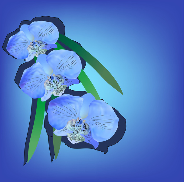 голубые орхидеи
 - Вектор,изображение