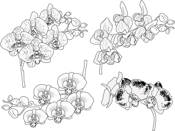 black sketches of orchid - Vector, Imagen