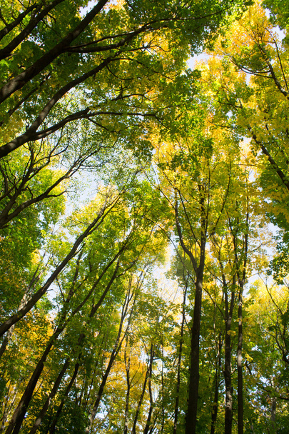 秋の森の風景 - 写真・画像