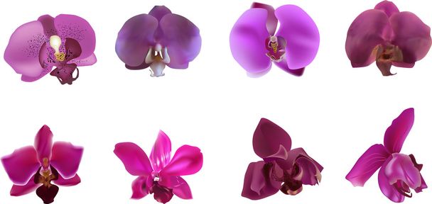 violet orchid blooms - Vector, Image