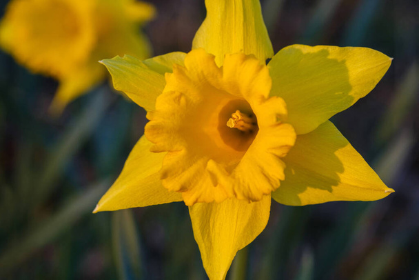 Gros plan d'une fleur de narcisse jaune. - Photo, image