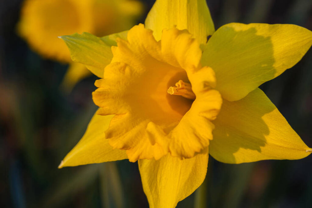 Egy sárga nárciszvirág közelsége. - Fotó, kép