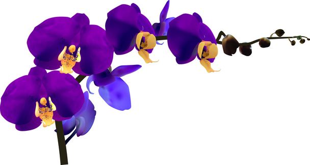 Темно-фиолетовая орхидея
 - Вектор,изображение