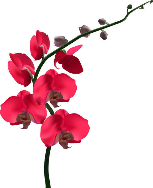 rote Orchideenblüte - Vektor, Bild
