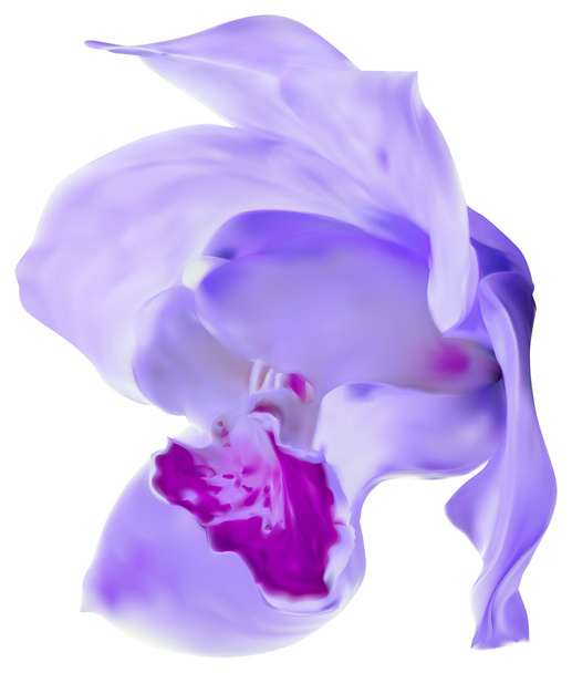 liila orkidea kukinta
 - Vektori, kuva