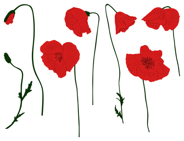 poppy flowers - Vector, Image