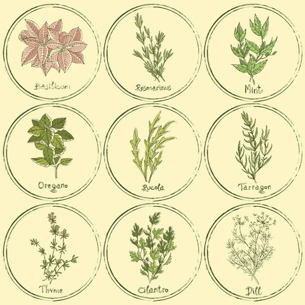 Set di erbe colorate timbro
 - Vettoriali, immagini