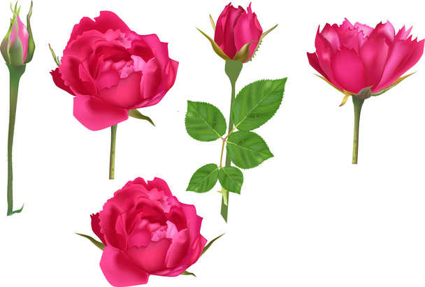 Jasně růžové květy - Vektor, obrázek