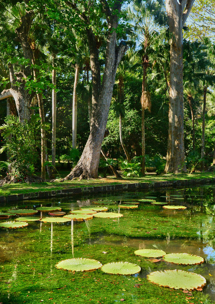 мальовничий сад Pamplemousse в Республіка Маврикій  - Фото, зображення