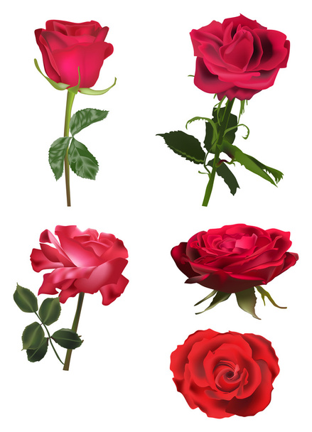 Vermelho rosa flores - Vetor, Imagem