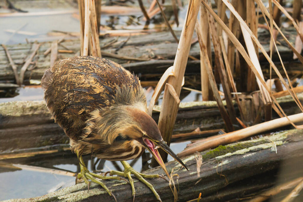 A closeup of an American Bitterns eating the fish.  Reifel Bird Sanctuary BC Canada  - Photo, Image