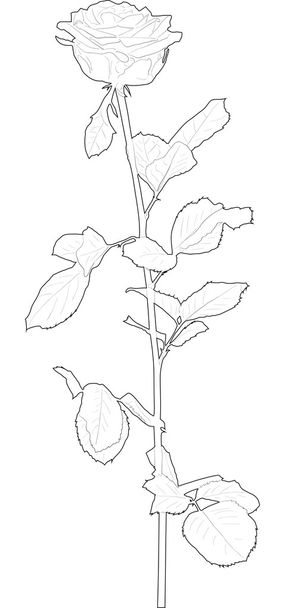 Sketch of rose flower - Vector, Image